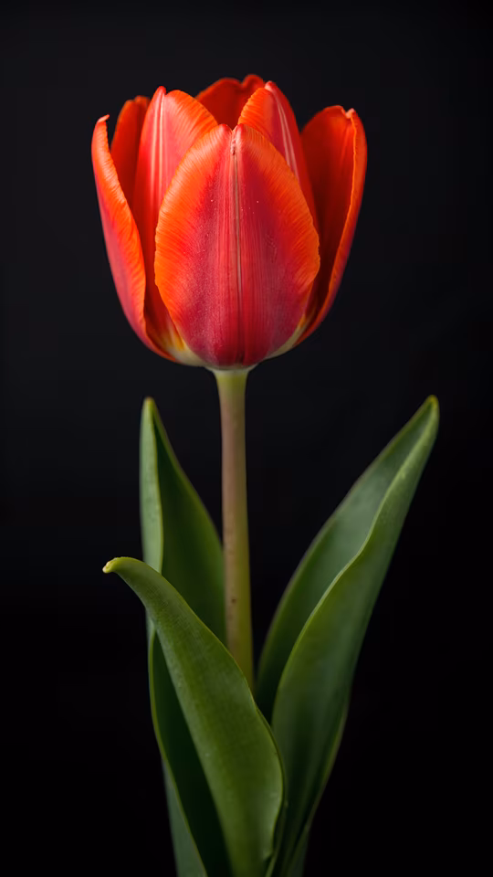 Red Tulip Illustration