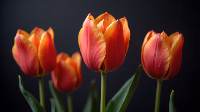 Tulips in Bloom