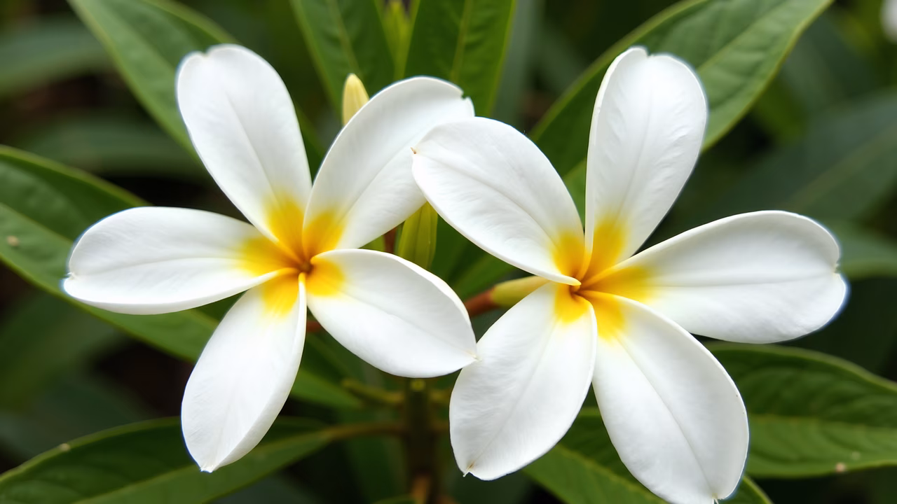 Close-up of white plumeria flowers with vibrant yellow centers, surrounded by lush green leaves.