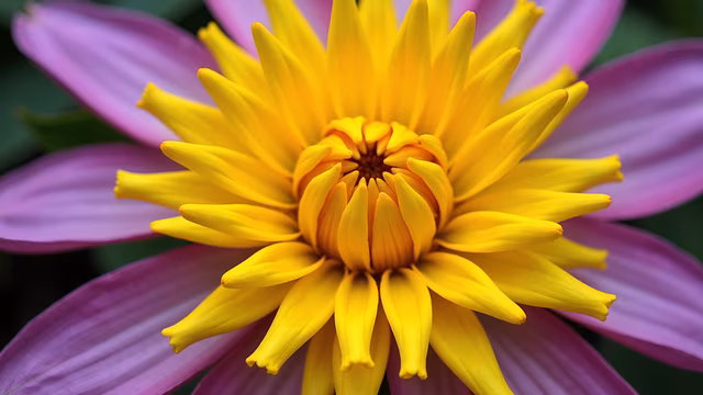 Yellow Flower with Purple Petals