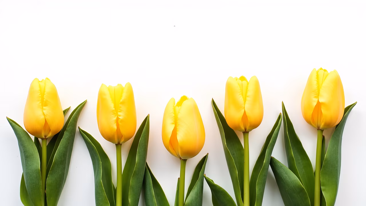 Vibrant yellow tulips arranged in a row on a white background