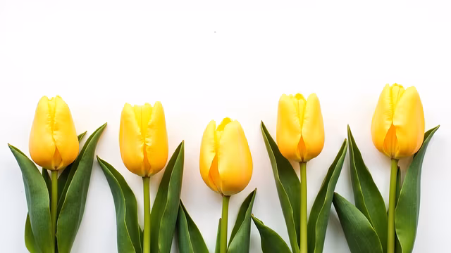 Yellow Tulips Illustration