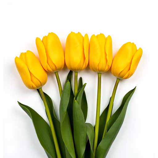 Yellow Tulips Illustration