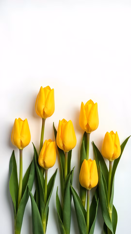 Yellow Tulips Illustration