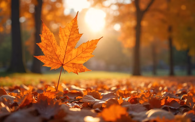 Autumn Leaf