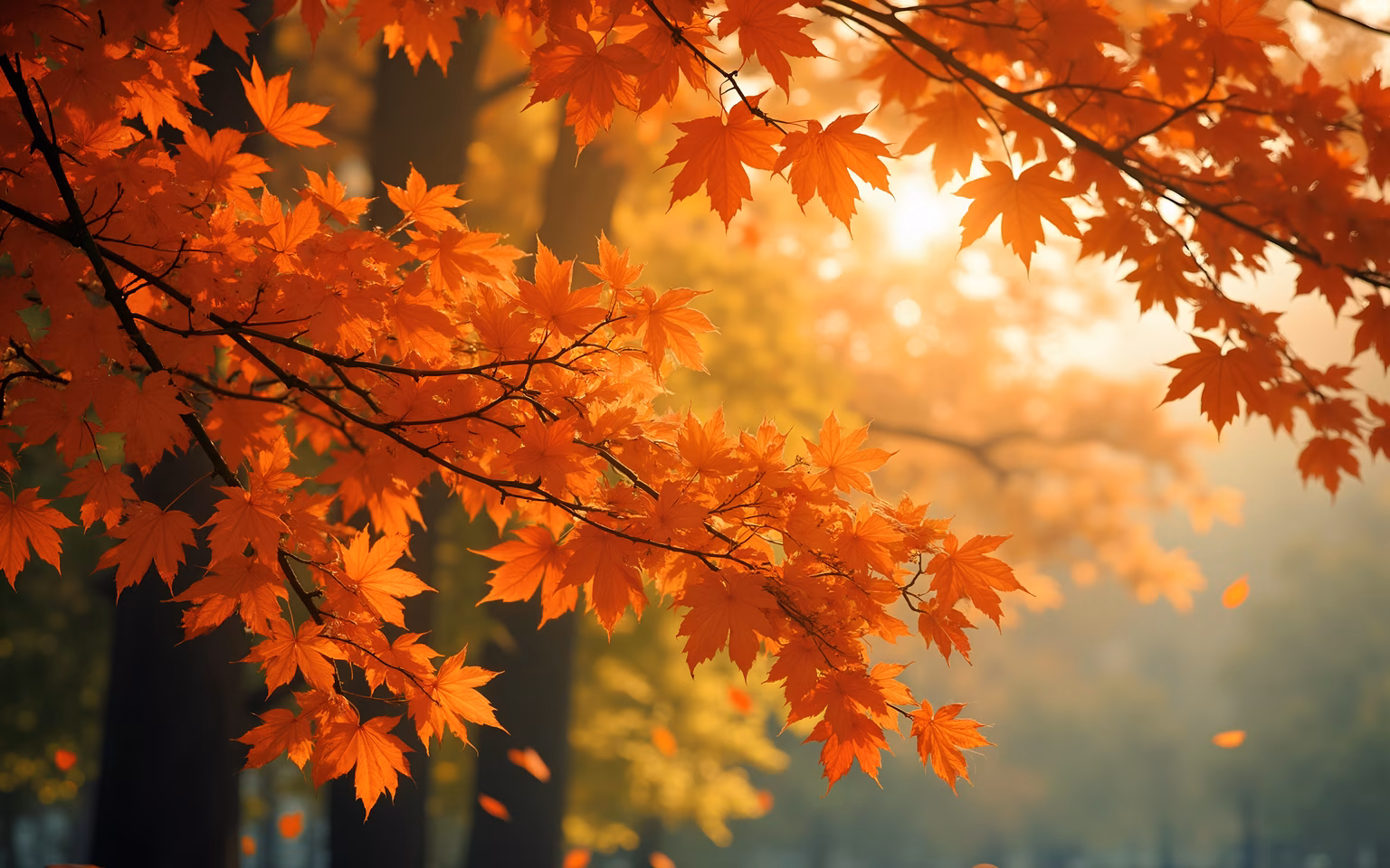 Vibrant autumn leaves in soft sunlight, nature photography