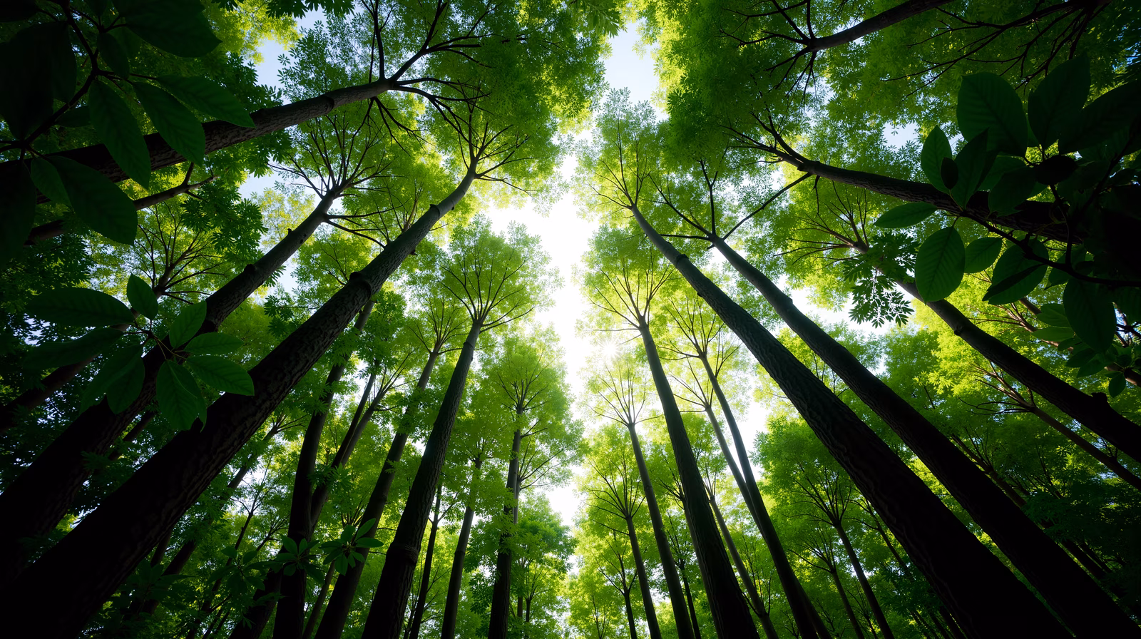 A serene forest canopy with vibrant green leaves and filtered sunlight.