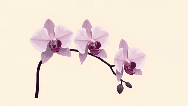 Orchid Illustration