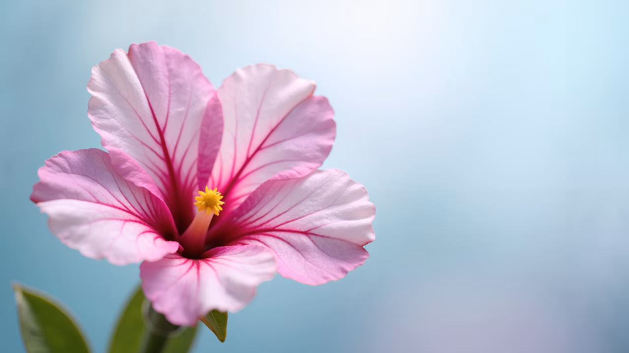 Close-up of a pink hibiscus flower with a soft blue background, showcasing nature's elegance.