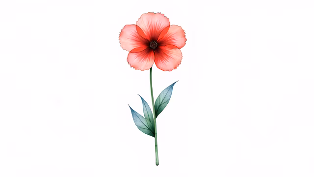 Red Poppy Illustration