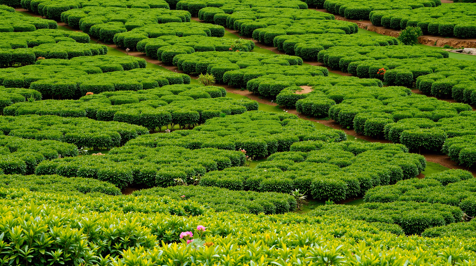 Meticulously trimmed tea garden maze with vibrant greens and delicate pink flowers.