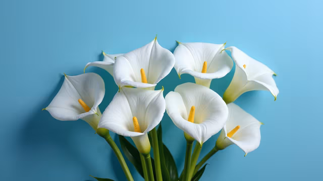 White Calla Lilies on Blue