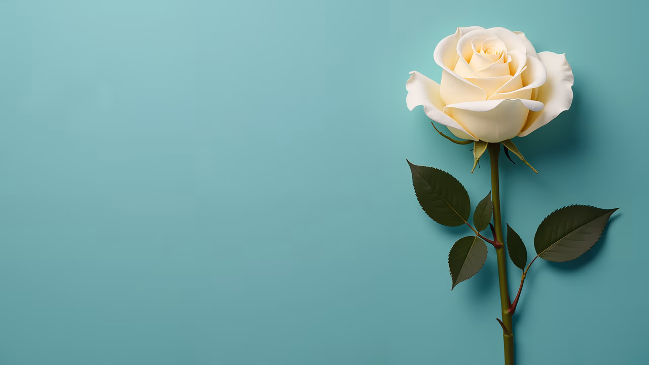 A stunning white rose against a teal backdrop, symbolizing elegance and serenity.