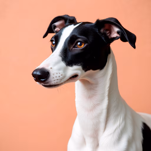 Black and White Whippet Portrait