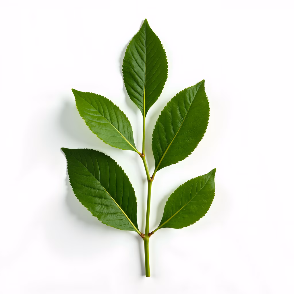Symmetrical green leaf illustration on white background