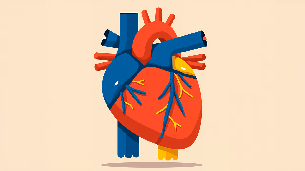 Educational anatomical illustration of the heart's structure and blood flow.