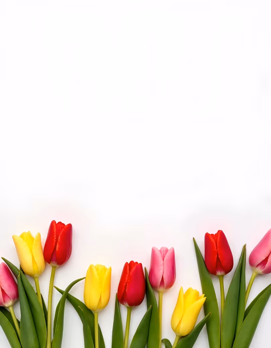 Colorful Tulips
