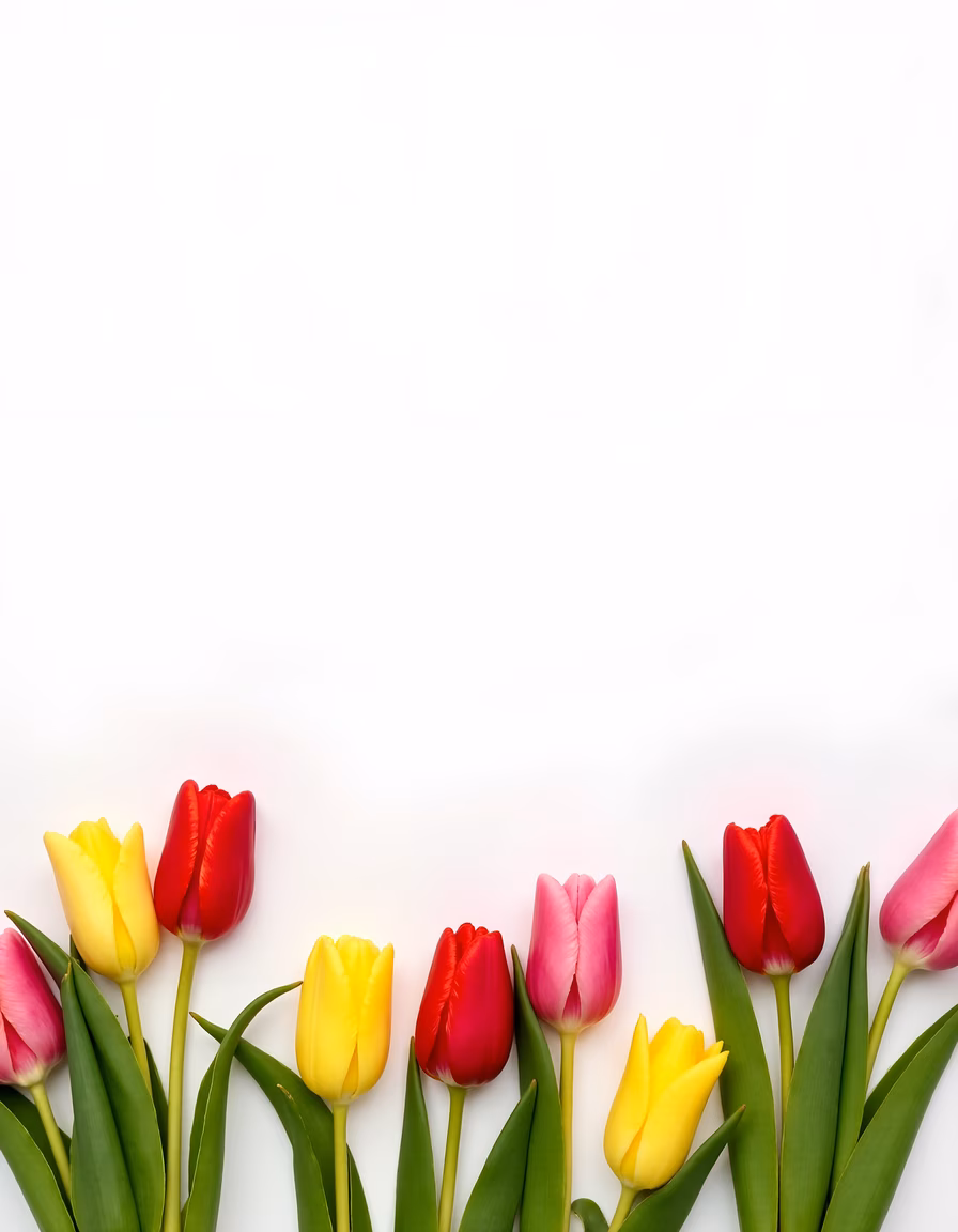 Bright tulips on a white background