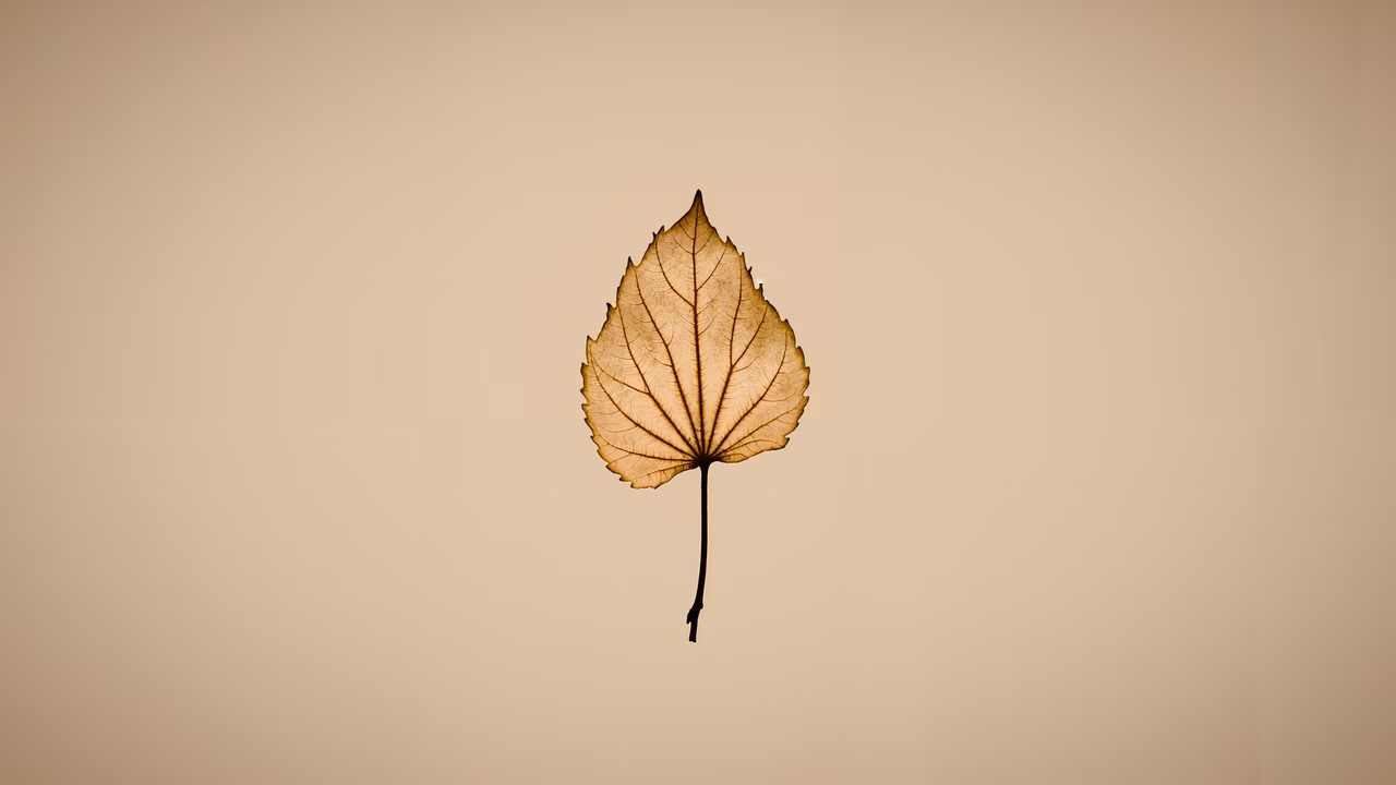 A close-up of a golden autumn leaf on a neutral background.