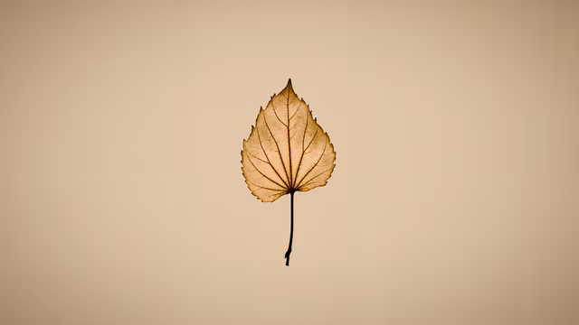 Autumn Leaf