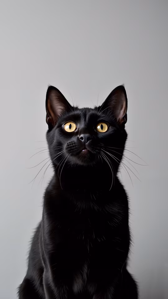 Black Cat Portrait