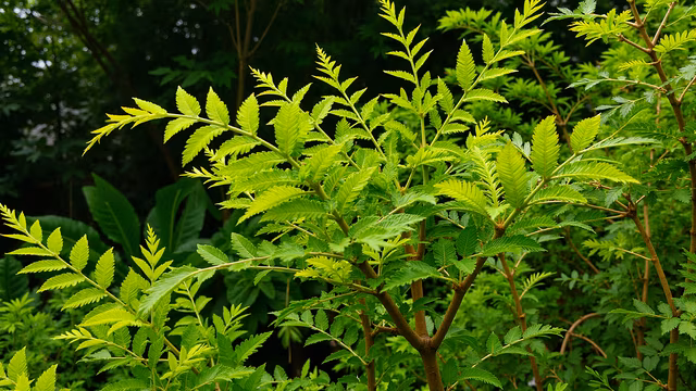 Lush Green Plant