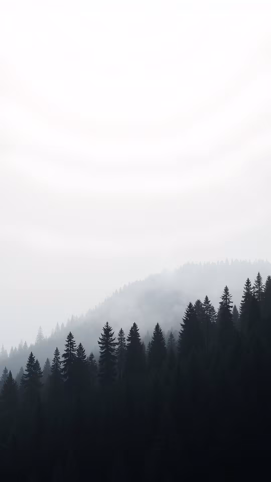 Misty Forest