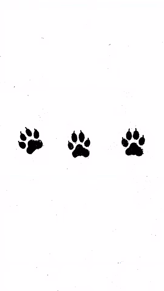 Paw Prints