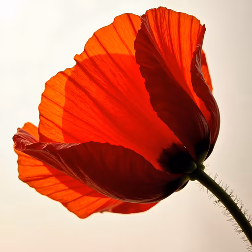 Red Poppy