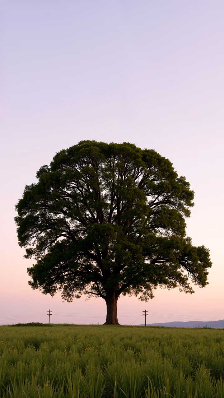 A solitary tree at sunset, contrasting with a peaceful landscape and soft sky tones.
