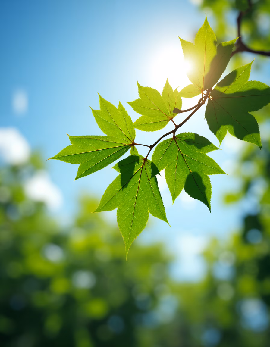 Vibrant green leaves illuminated by sunlight against a clear blue sky.