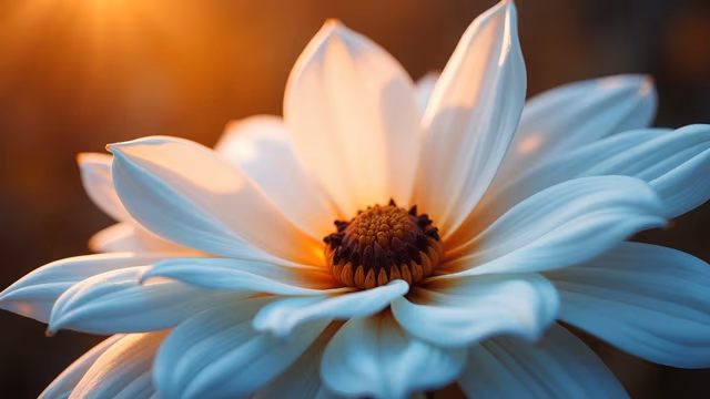 Sunlit Petals
