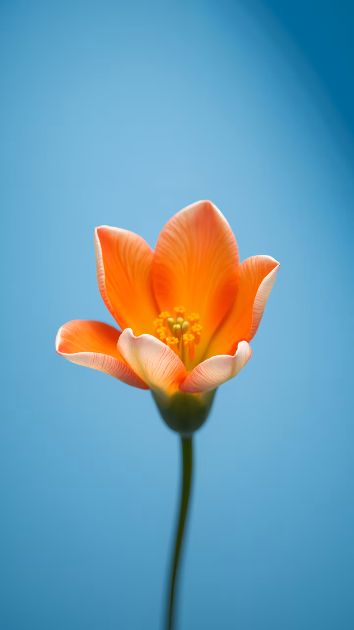 Vibrant tulip against a tranquil blue backdrop, capturing the beauty of nature.