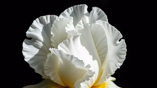 White Petal Drama