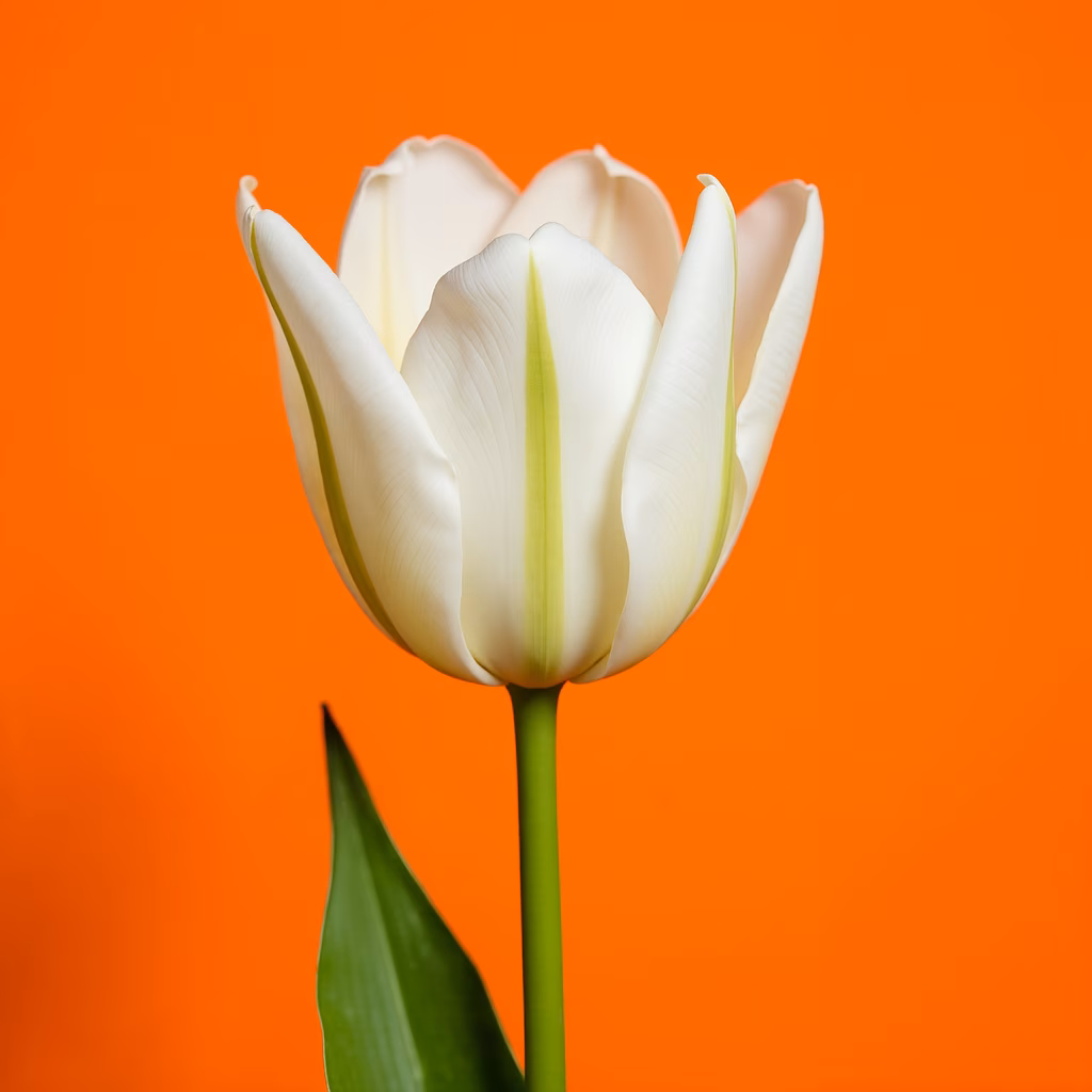 Close-up of a white tulip with a vibrant orange background, emphasizing contrast and elegance.