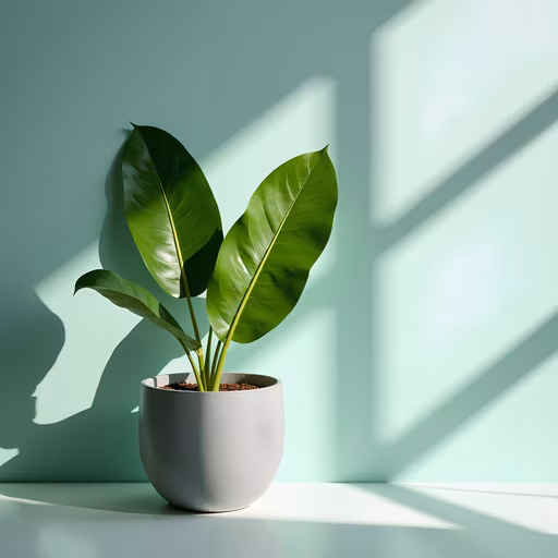Green Plant in Minimalist Setting