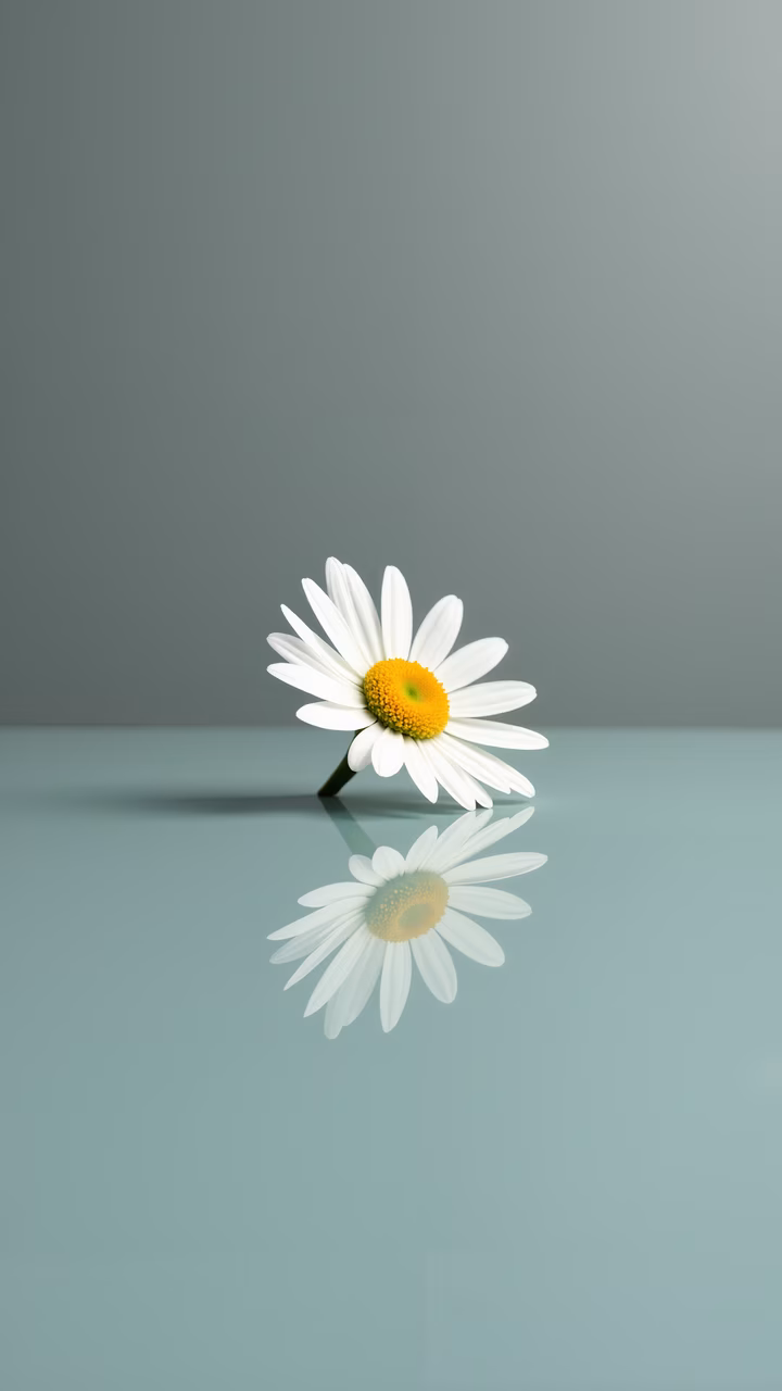 Minimalist daisy reflection on smooth surface, serene nature photography.