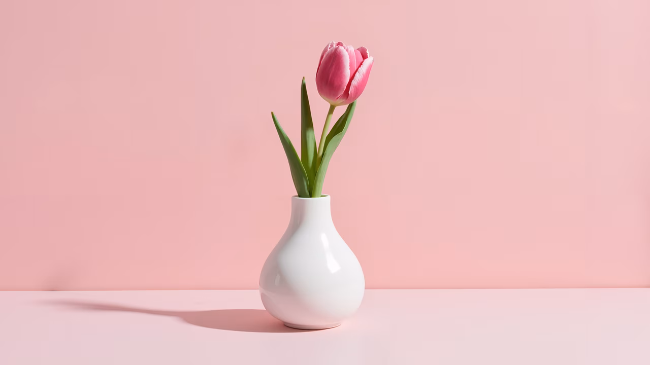 Minimalist tulip in white vase on pastel pink background