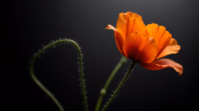 Orange Poppy