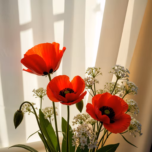 Red Poppies in Soft Light