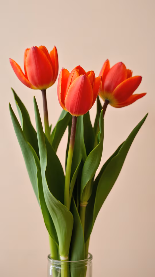 Tulips in Bloom