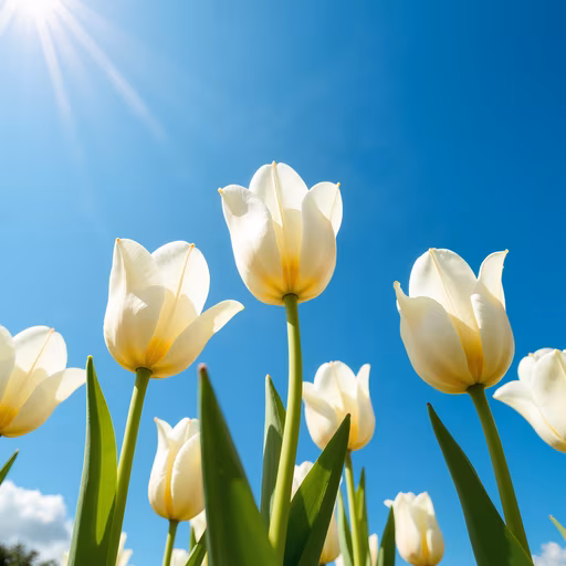 White Tulips Against Blue Sky