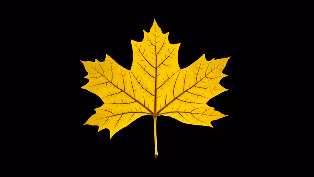Yellow Maple Leaf