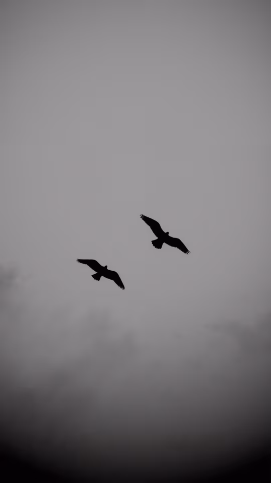 Birds in the Mist