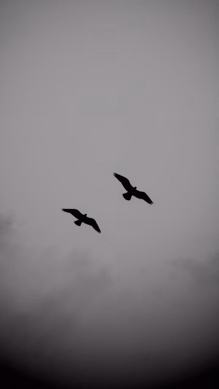 Silhouetted birds flying through a misty sky, evoking serenity and mystery.