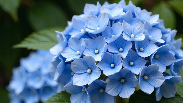 Blue Hydrangea Cluster