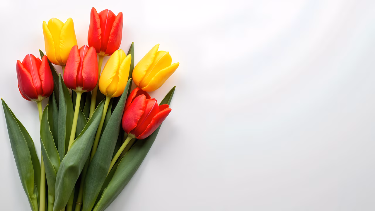 Bright tulips on a minimalist background