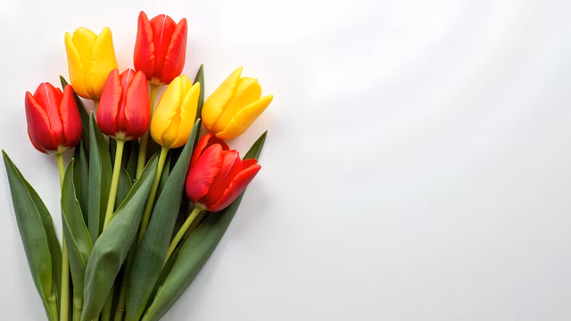 Colorful Tulips