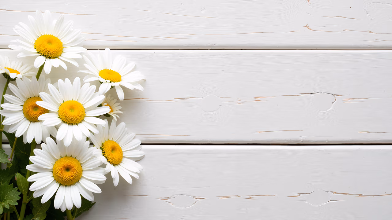 Bright daisies on rustic white wood, serene nature photography.