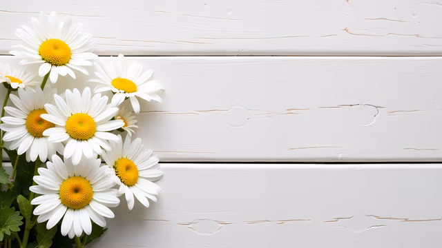 Daisies on White Wood